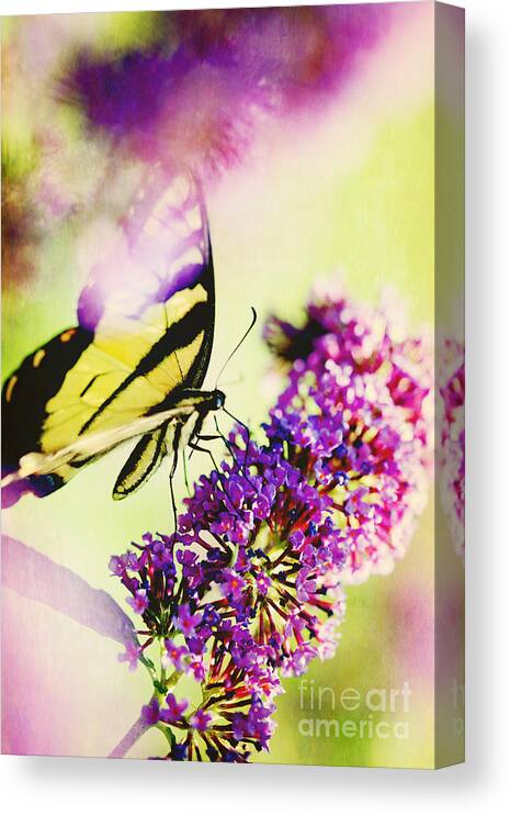 Butterfly Canvas Print featuring the photograph Butterfly Beauty by Kim Fearheiley