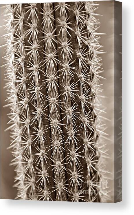 Cactus Canvas Print featuring the photograph Cactus 19 Sepia by Cassie Marie Photography
