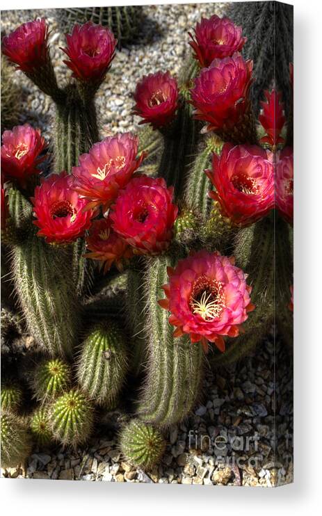 Red Canvas Print featuring the photograph Cactus with red flowers by Jim And Emily Bush