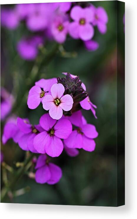 Purple Floral Canvas Print featuring the photograph Calm by Katherine White