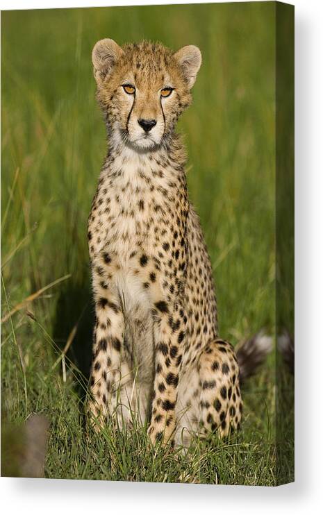 00761672 Canvas Print featuring the photograph Cheetah 9 Month Old Cub Masai Mara by Suzi Eszterhas