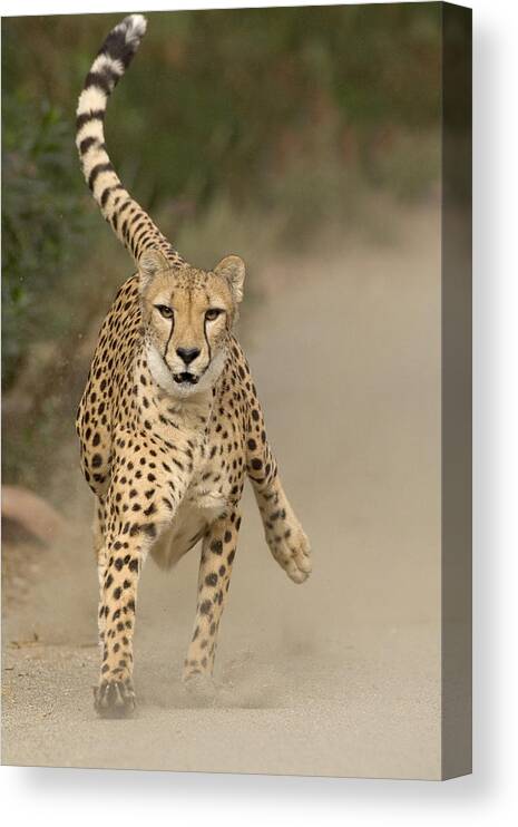 Mp Canvas Print featuring the photograph Cheetah Acinonyx Jubatus In Mid-stride by San Diego Zoo