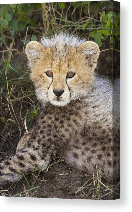 00761540 Canvas Print featuring the photograph Cheetah Ten Week Old Cub Portrait by Suzi Eszterhas