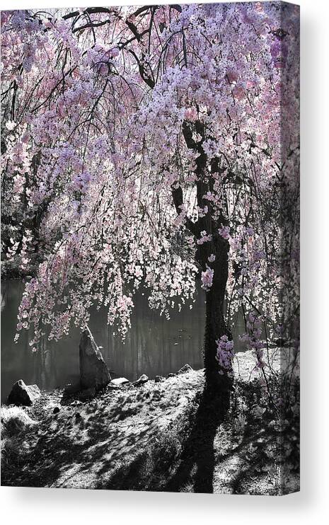 Photo Canvas Print featuring the photograph Cherry Tree -1 by Alan Hausenflock