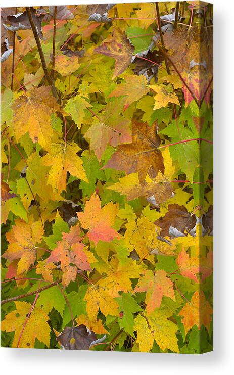Vertical Canvas Print featuring the photograph Colorful Autumn Leaves by Darrell Young