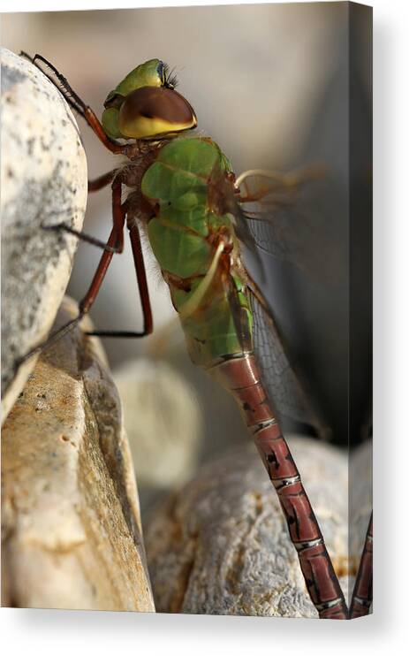 Dragonfly Canvas Print featuring the photograph Common Green Darner Dragonfly by Juergen Roth