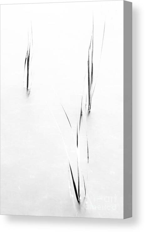Cord Grass Canvas Print featuring the photograph Cord Grass by David Waldrop