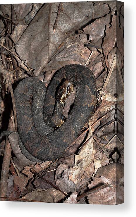 Agkistrodon Piscivorus Canvas Print featuring the photograph Cottonmouth by Daniel Reed