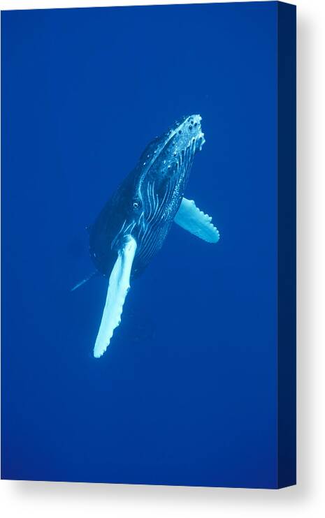 00114523 Canvas Print featuring the photograph Curious Humpback Whale Calf Off Maui by Flip Nicklin