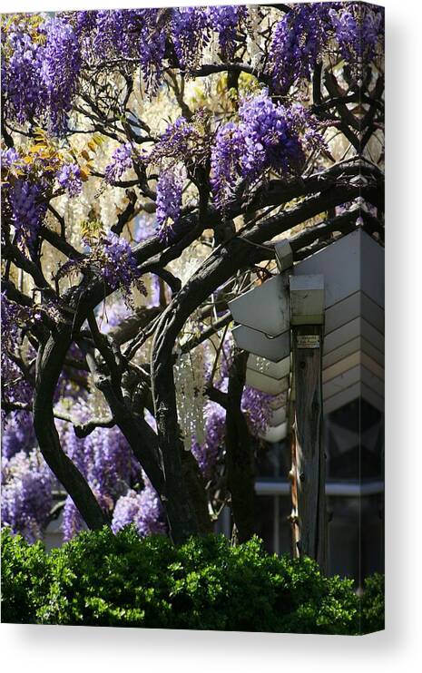 Tree Canvas Print featuring the photograph Curve Swerve by Phil Cappiali Jr