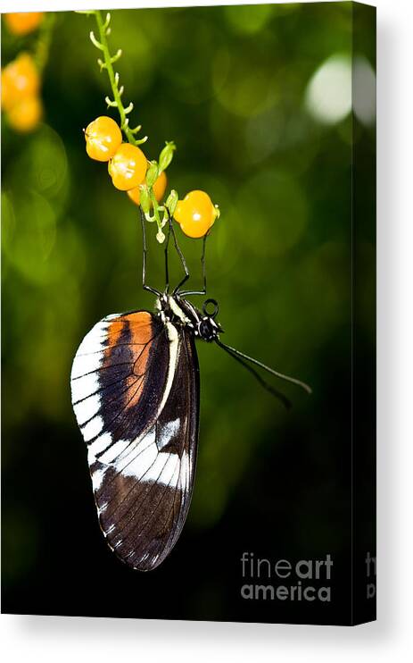 Cydno Longwing Butterfly Canvas Print featuring the photograph Cydno Longwing Butterfly by Terry Elniski