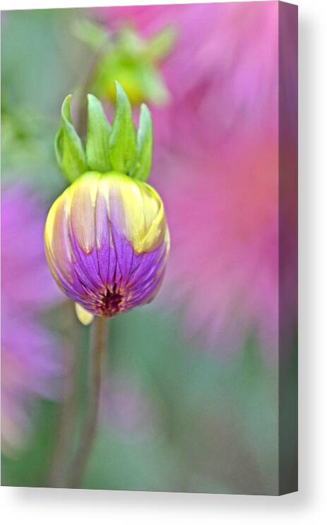 Dahlia Bud Canvas Print featuring the photograph Dahlia bud by Martina Fagan