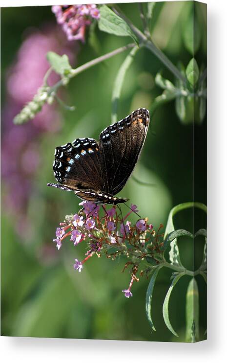 Butterfly Canvas Print featuring the photograph Dancing Colors by Margie Avellino