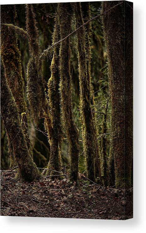 Deep Woods Canvas Print featuring the photograph Deep Woods by Bonnie Bruno