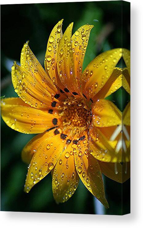 Dew Canvas Print featuring the photograph Dew-Dipped Wildflower by Louise Mingua