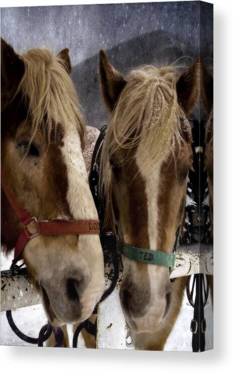 Horses Canvas Print featuring the photograph Doc and Ted by Ellen Heaverlo