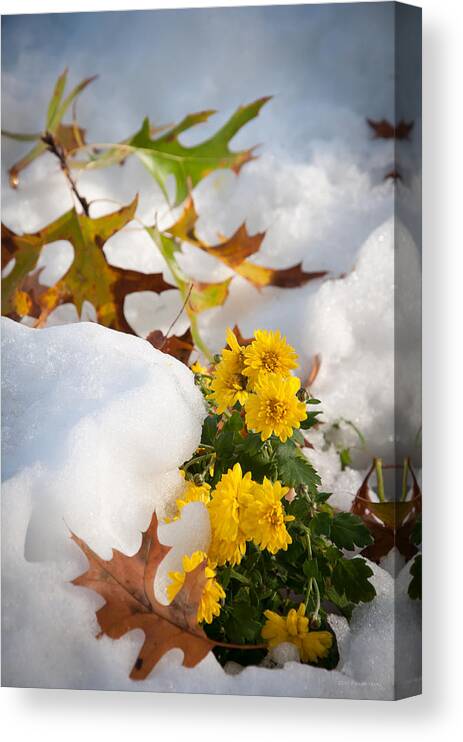 Landscape Canvas Print featuring the photograph Early Snow by Frank Mari