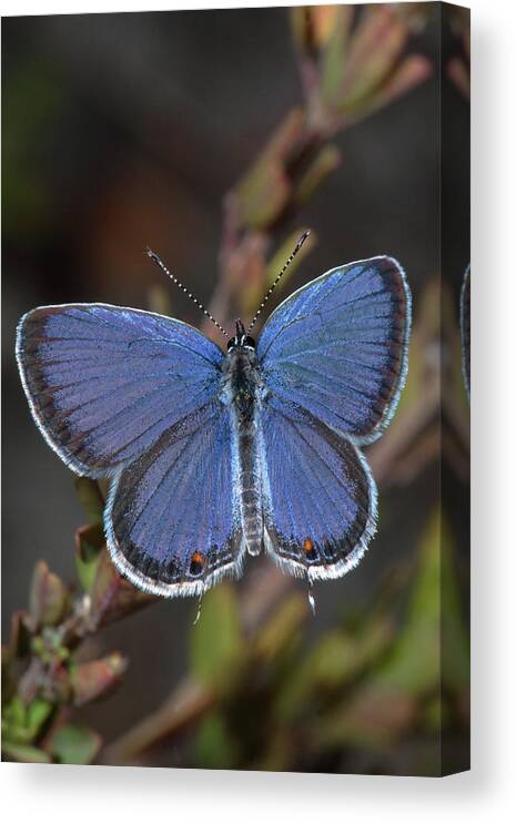 Eastern Tailed Blue Canvas Print featuring the photograph Eastern Tailed Blue Butterfly by Daniel Reed