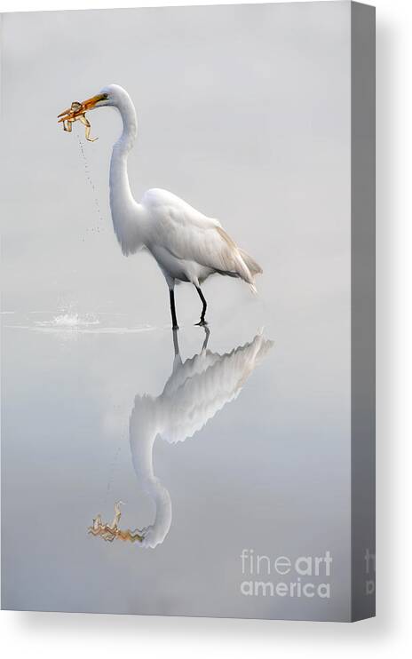 Egret Canvas Print featuring the photograph Egret eating lunch by Dan Friend