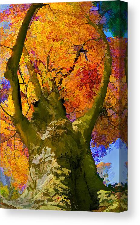 Tree Canvas Print featuring the photograph Embracing the color by Steve Zimic