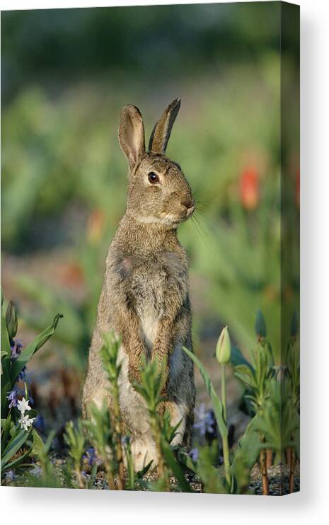 Mp Canvas Print featuring the photograph European Rabbit Oryctolagus Cuniculus by Konrad Wothe