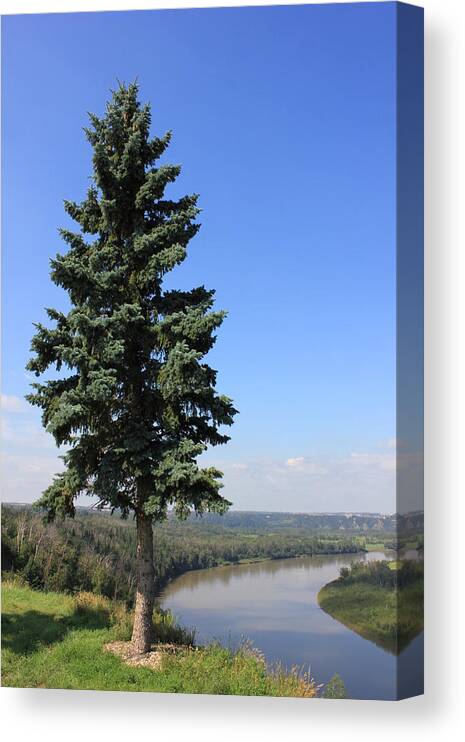 Rivers Canvas Print featuring the photograph Evergreen tree beside the river by Jim Sauchyn