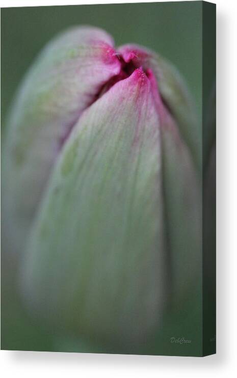 Buds Canvas Print featuring the photograph Exhale by Deborah Crew-Johnson