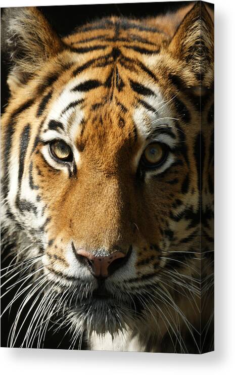 Tiger Canvas Print featuring the photograph Eye Contact by Ernest Echols