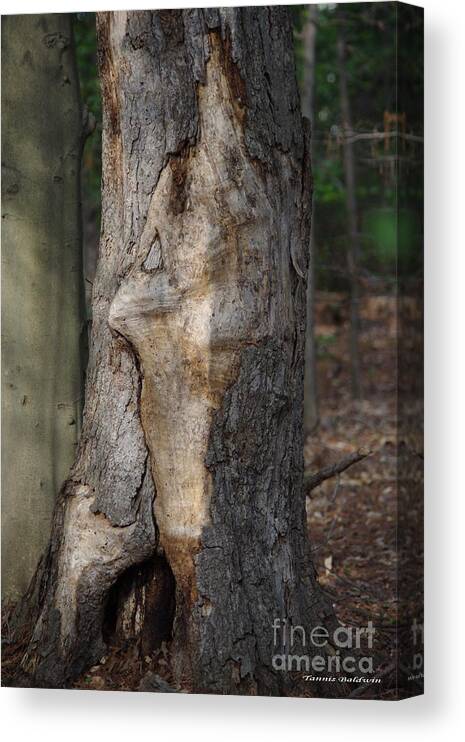 Tree Canvas Print featuring the photograph Face in the Tree by Tannis Baldwin