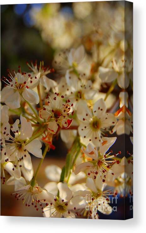 Blossom Canvas Print featuring the photograph Faded Blossom by Anjanette Douglas