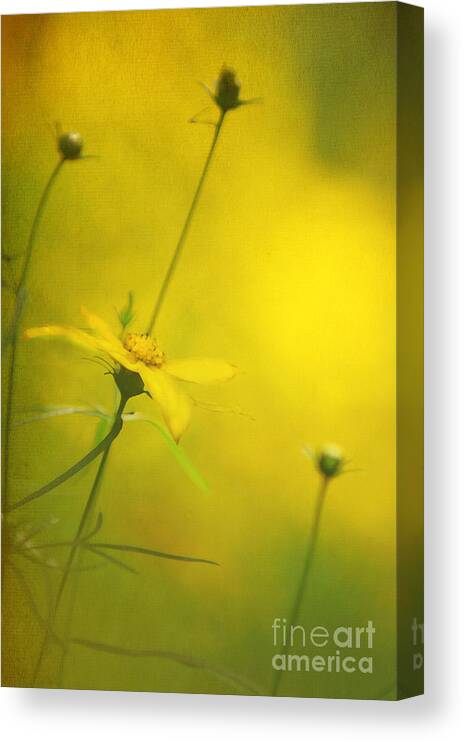 Background Canvas Print featuring the photograph Faded Dreams by Darren Fisher