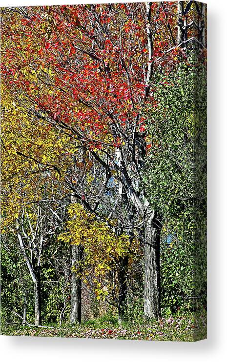 Trees Canvas Print featuring the photograph Fall Colors by Burney Lieberman