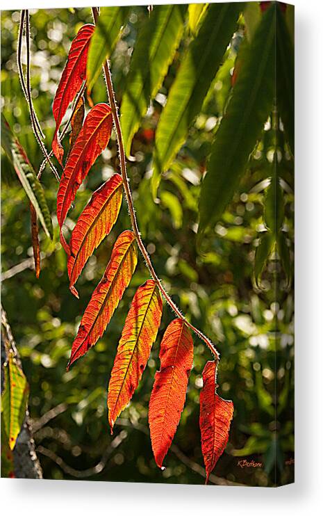 Leaves Canvas Print featuring the photograph Feather Like by Kathy Besthorn
