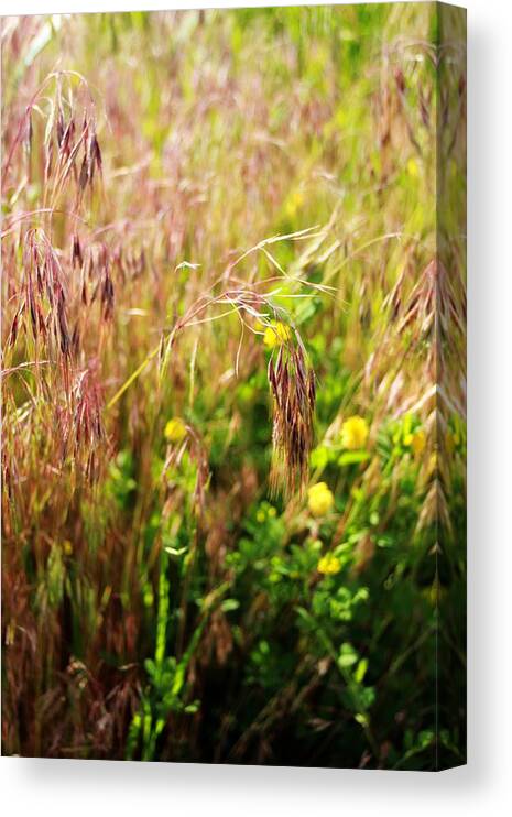 Grass Canvas Print featuring the photograph Field by Heather Humphrey