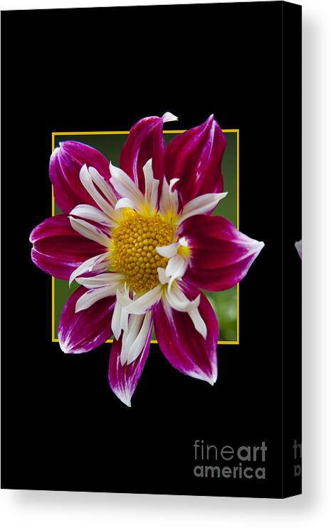 Nature Canvas Print featuring the photograph Flower in frame -5 by Tad Kanazaki