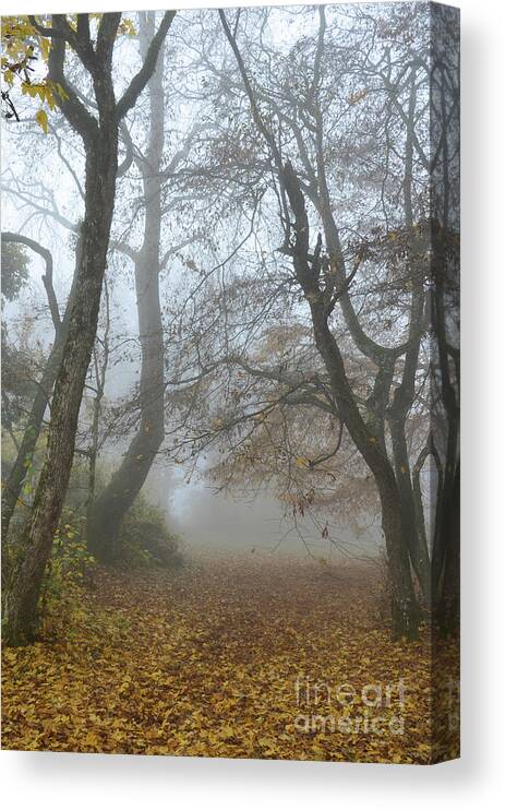 Photograph Canvas Print featuring the photograph Fogy Forest In The Morning by Bruno Santoro