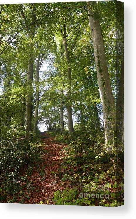 Photograph Canvas Print featuring the photograph Forest Way by Bruno Santoro