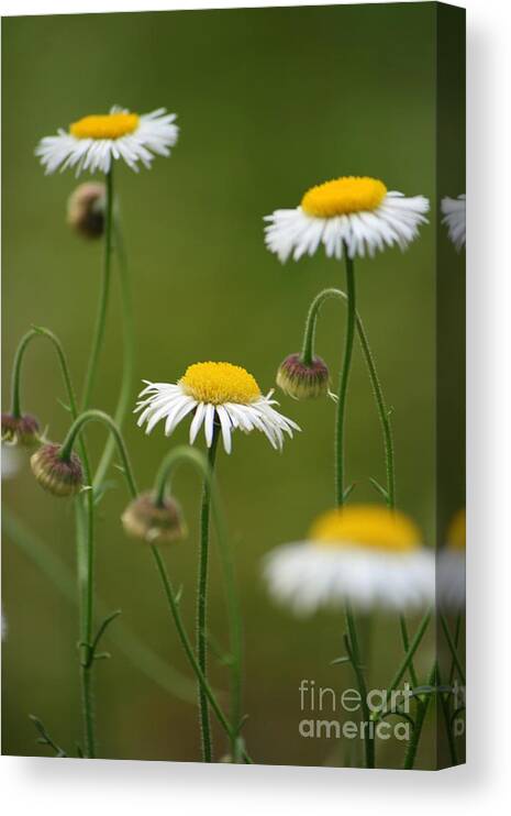 Daisy Canvas Print featuring the photograph Four Sisters by Julie Lueders 