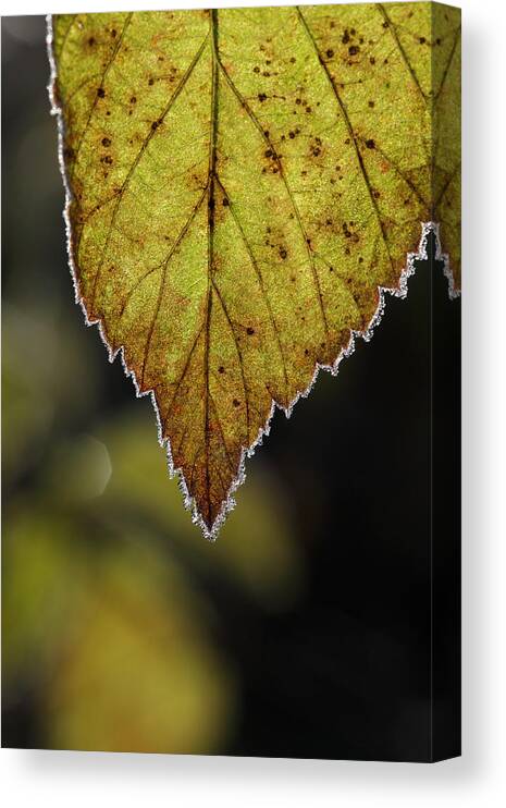 Autumn Canvas Print featuring the photograph Frost rimmed leaf in fall by Ulrich Kunst And Bettina Scheidulin