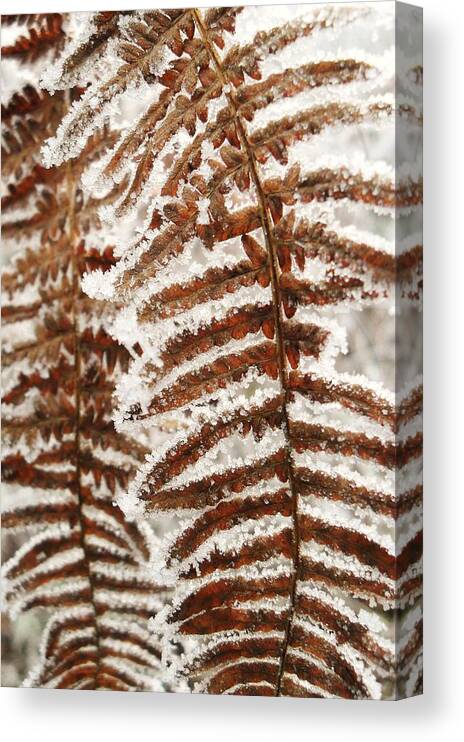 Frosty Fern Canvas Print featuring the photograph Frosty Fern by Michael Standen Smith