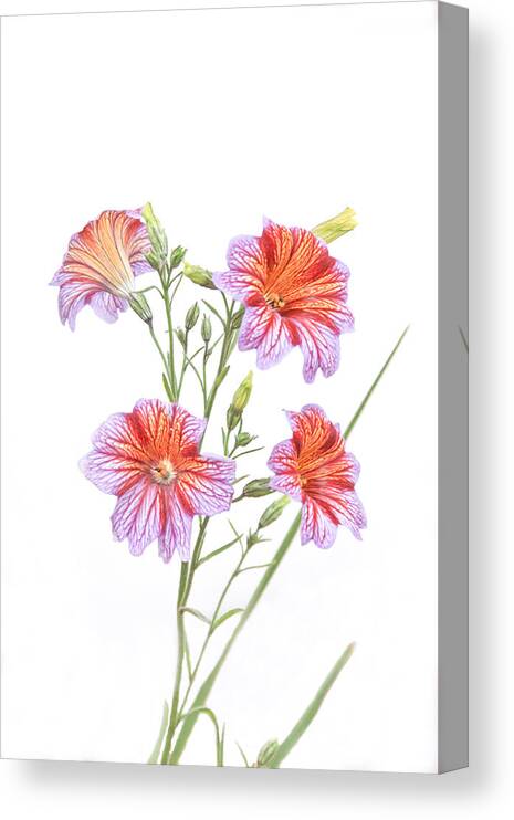 Flowers Canvas Print featuring the photograph Full Bloom by Tom and Pat Cory