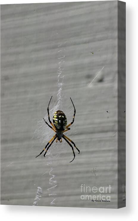 Spider Canvas Print featuring the photograph Garden Spider by Tannis Baldwin