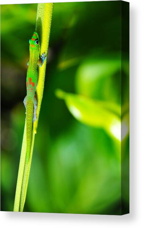 Gecko Canvas Print featuring the photograph Gecko On A Stick by Brian Bonham