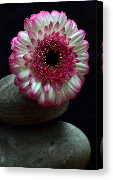 Gerbera Canvas Print featuring the photograph Gerbera On The Rocks by Terence Davis