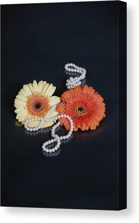 Gerbera Canvas Print featuring the photograph Gerberas With Pearls by Joana Kruse
