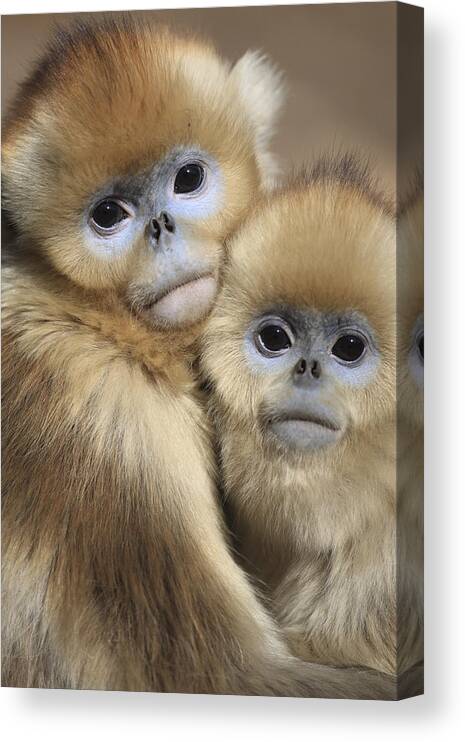 Mp Canvas Print featuring the photograph Golden Snub-nosed Monkeys by Cyril Ruoso