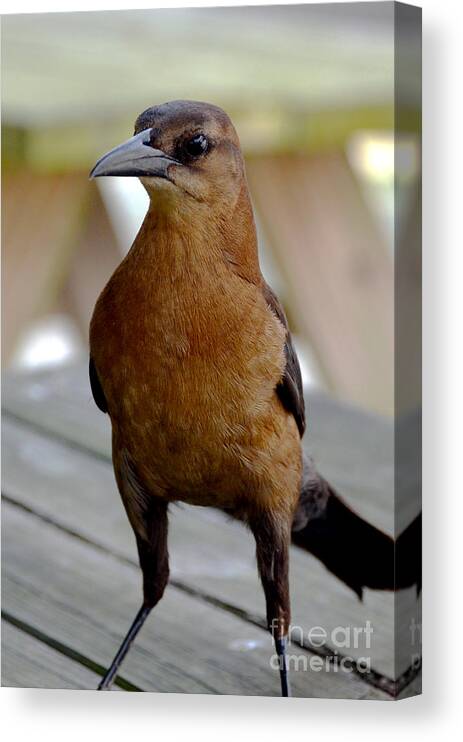 Birds Canvas Print featuring the photograph Grackle by Pravine Chester