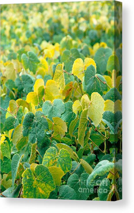 Grape Vines Canvas Print featuring the photograph Grapevines in Azores islands by Gaspar Avila