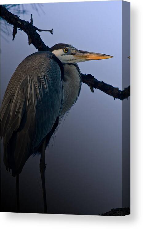 Great Blue Heron Canvas Print featuring the photograph Great Blue Heron in the Tree by Dorothy Cunningham