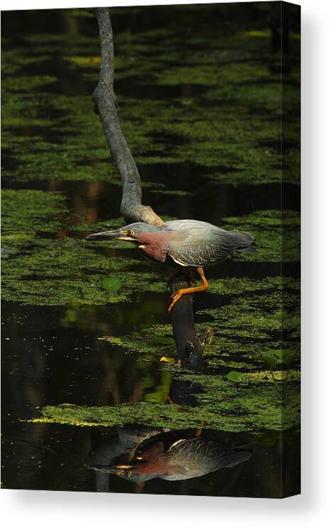 Green Heron Canvas Print featuring the photograph Green Heron by Andrew McInnes